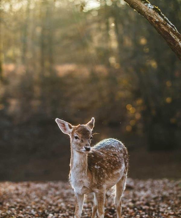 Crème solaire SPF 50+
